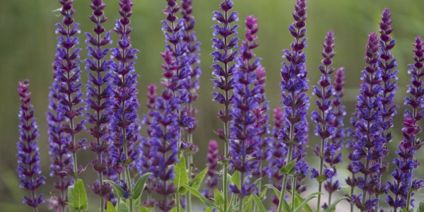 تصویر 5 از خرید و قیمت گیاه دارویی مریم گلی + فروش صادراتی
